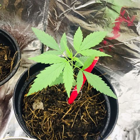 Babis 1 growlog timeline photo