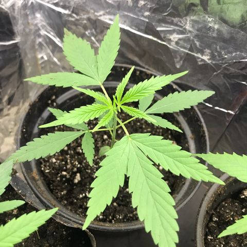 Babis 1 growlog timeline photo