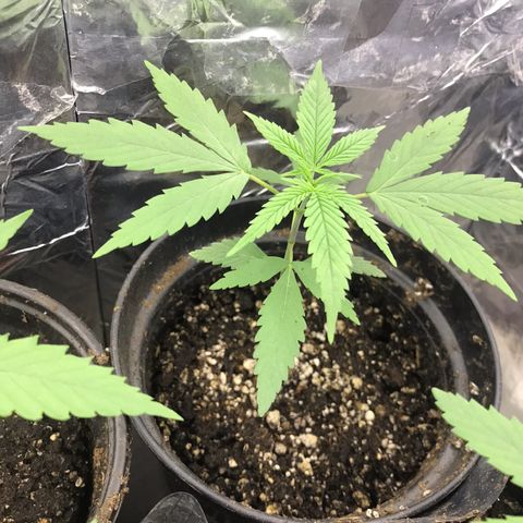Babis 1 growlog timeline photo