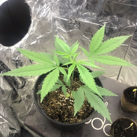 Babis 1 growlog timeline photo