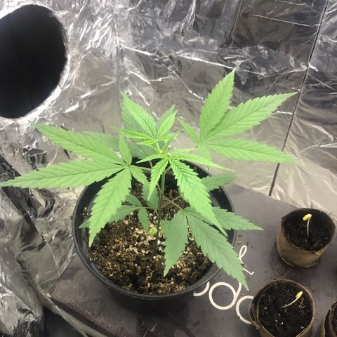 Babis 1 growlog timeline photo