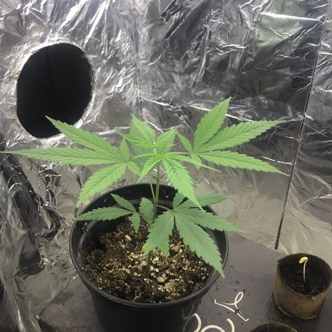 Babis 1 growlog timeline photo