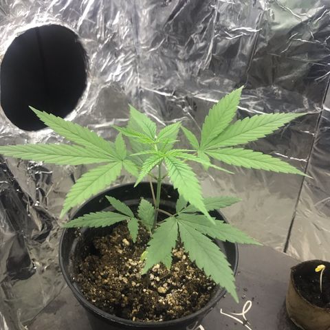 Babis 1 growlog timeline photo