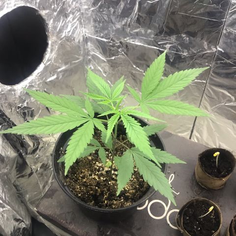 Babis 1 growlog timeline photo