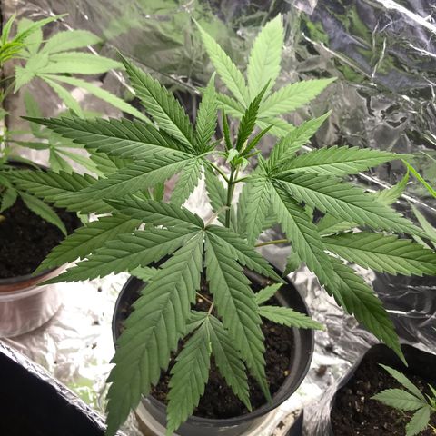 Babis 1 growlog timeline photo