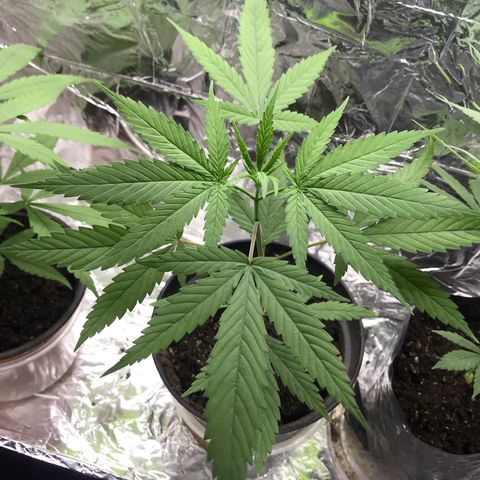 Babis 1 growlog timeline photo