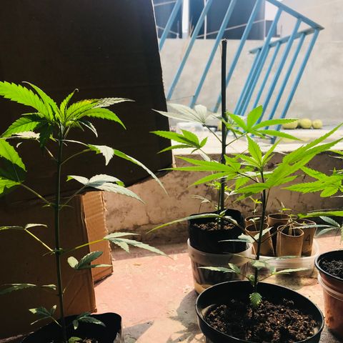 Babis 1 growlog timeline photo
