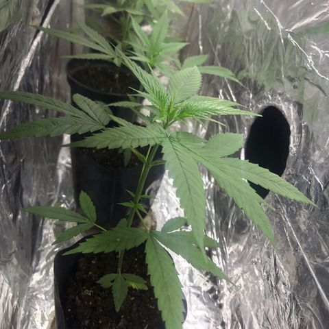Babis 1 growlog timeline photo