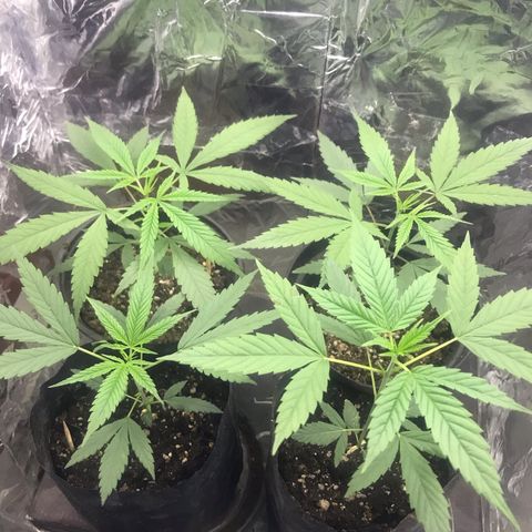 Babis 1 growlog timeline photo