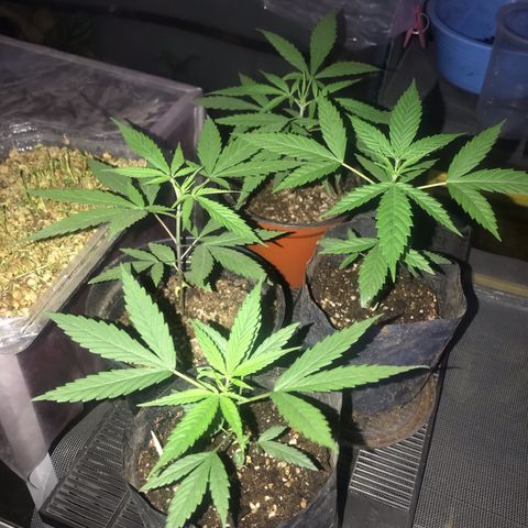 Babis 1 growlog timeline photo