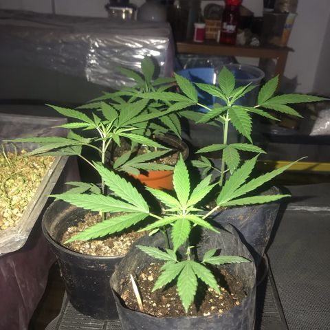 Babis 1 growlog timeline photo