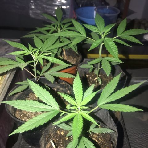 Babis 1 growlog timeline photo