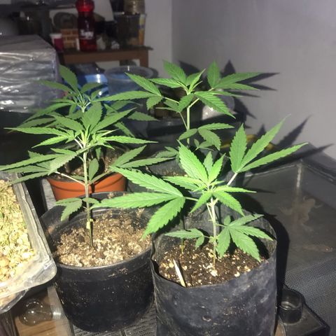 Babis 1 growlog timeline photo