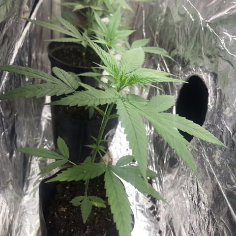 Babis 1 growlog timeline photo