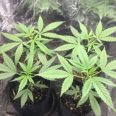 Babis 1 growlog timeline photo