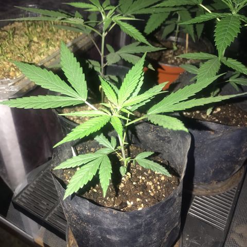 Babis 1 growlog timeline photo