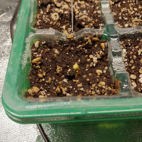 LA Confidential growlog timeline photo