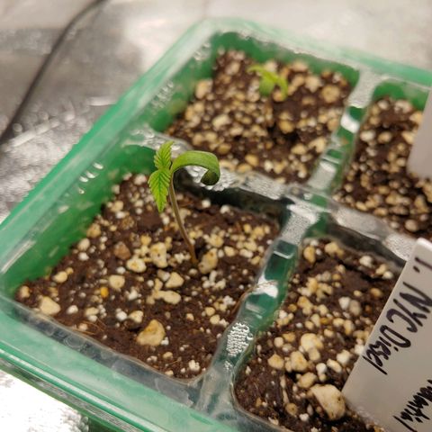 NYC Diesel growlog timeline photo