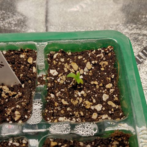 Maui Wowie growlog timeline photo
