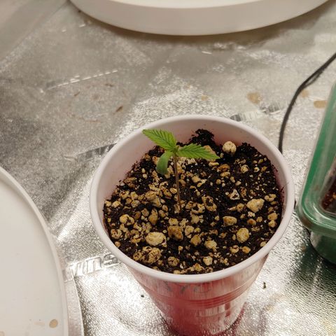 NYC Diesel growlog timeline photo