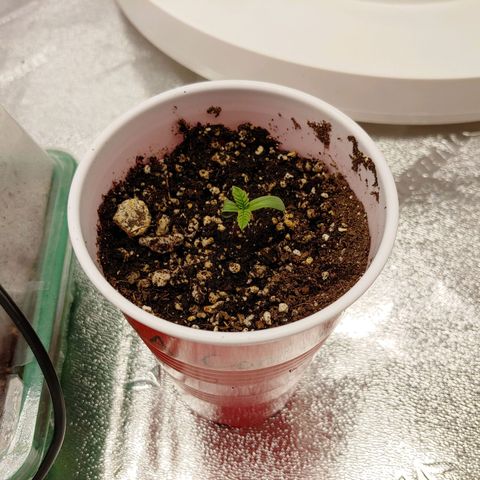 LA Confidential growlog timeline photo