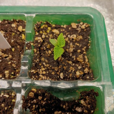 Maui Wowie growlog timeline photo