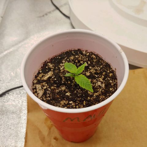 Maui Wowie growlog timeline photo