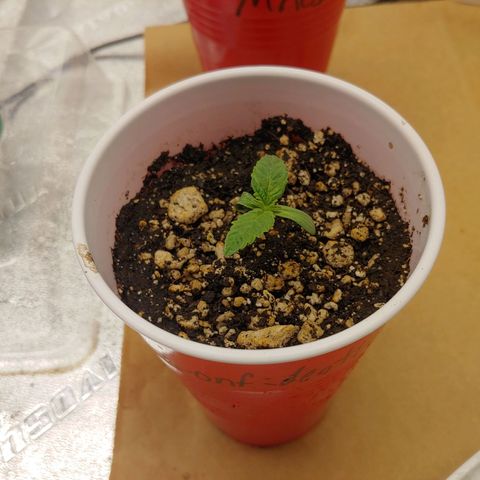 LA Confidential growlog timeline photo