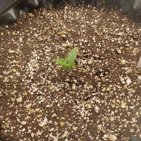 NYC Diesel growlog timeline photo