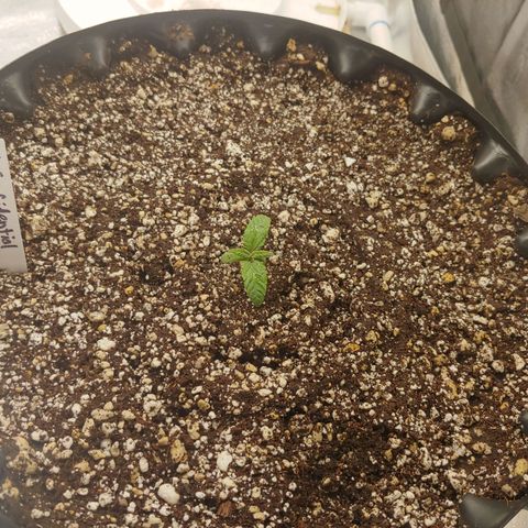 LA Confidential growlog timeline photo