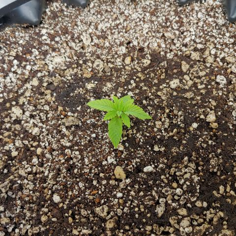 Maui Wowie growlog timeline photo