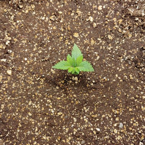 NYC Diesel growlog timeline photo