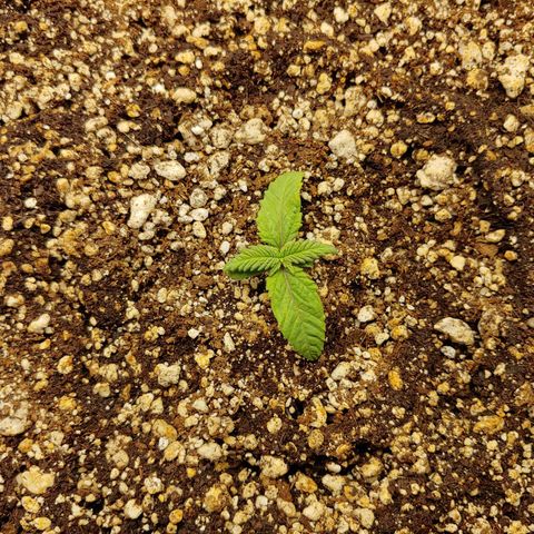 LA Confidential growlog timeline photo