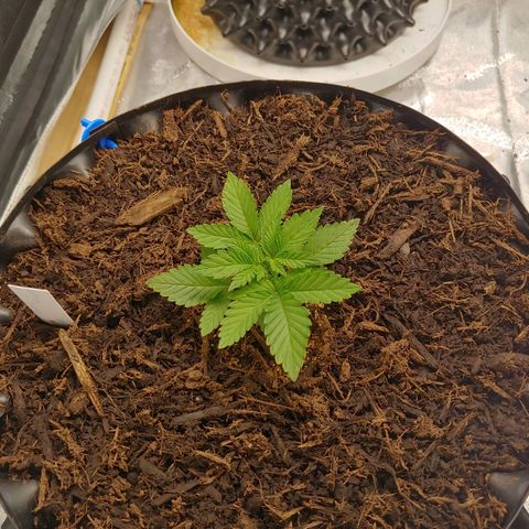 NYC Diesel growlog timeline photo
