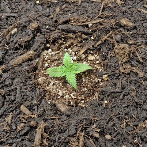 LA Confidential growlog timeline photo