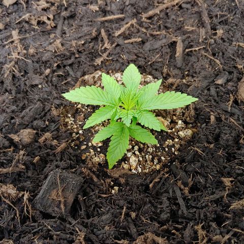 Maui Wowie growlog timeline photo