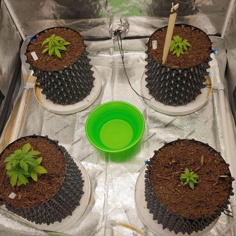 NYC Diesel growlog photo: Discoloration and wilting. Corrected light distance. 