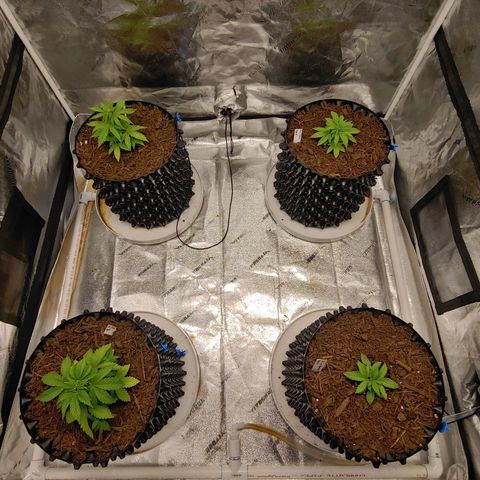 NYC Diesel growlog photo: Significant improvement and vigorous growth. 
