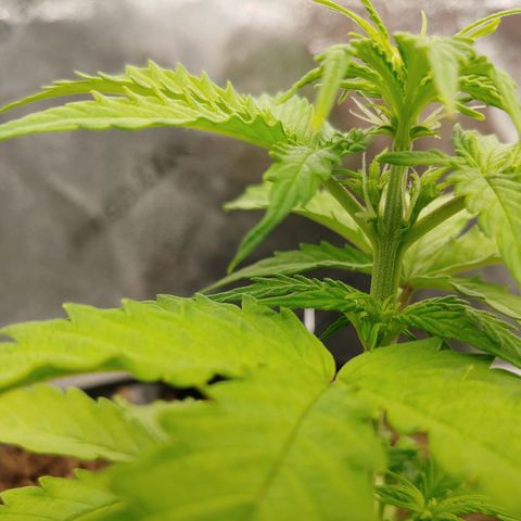 NYC Diesel growlog photo: Pre-flowers forming early, either indicating stress or extreme growth rates. Perhaps a bit of both. 