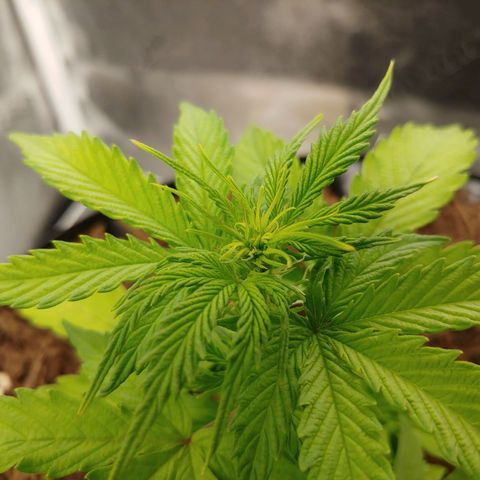 NYC Diesel growlog photo: Pre-flowers forming early, either indicating stress or extreme growth rates. Perhaps a bit of both. 