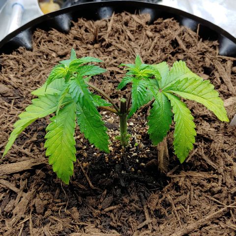 NYC Diesel growlog timeline photo