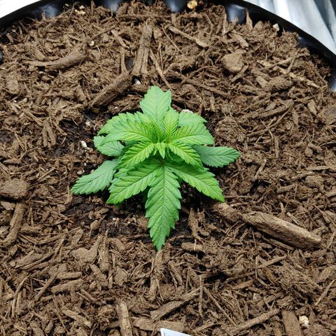 LA Confidential growlog timeline photo