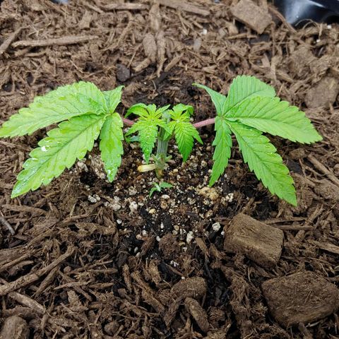 Maui Wowie growlog timeline photo