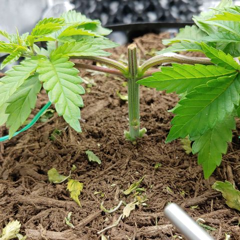 NYC Diesel growlog timeline photo