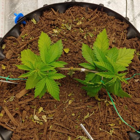 NYC Diesel growlog timeline photo