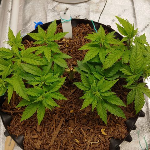 NYC Diesel growlog timeline photo
