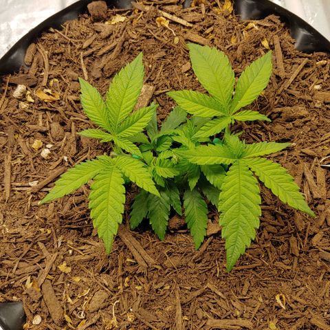 LA Confidential growlog timeline photo