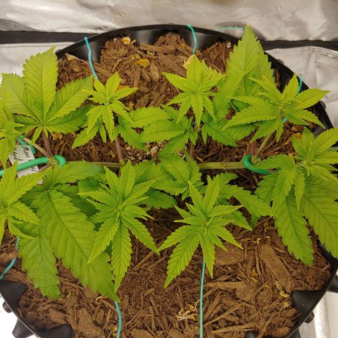Maui Wowie growlog timeline photo