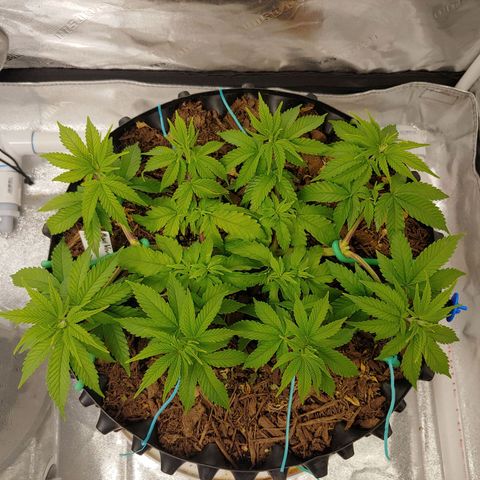 Maui Wowie growlog timeline photo