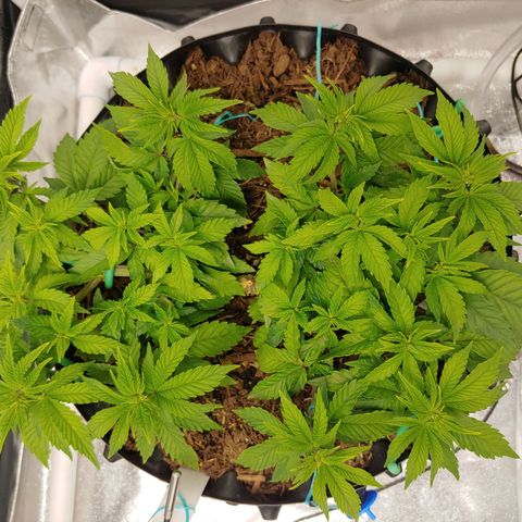 NYC Diesel growlog timeline photo